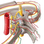 Spinal nerves