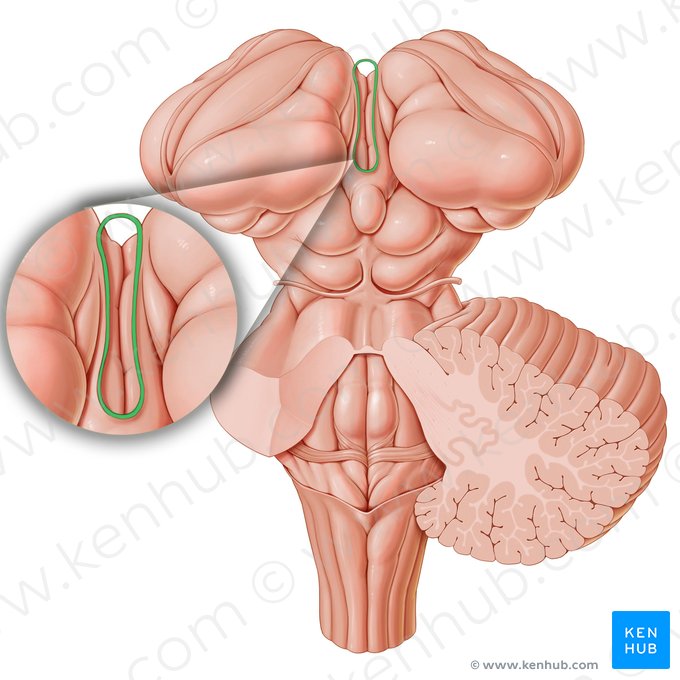 Taenia thalami (Flaches Band des Thalamus); Bild: Paul Kim