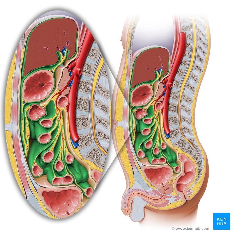 Visceral peritoneum