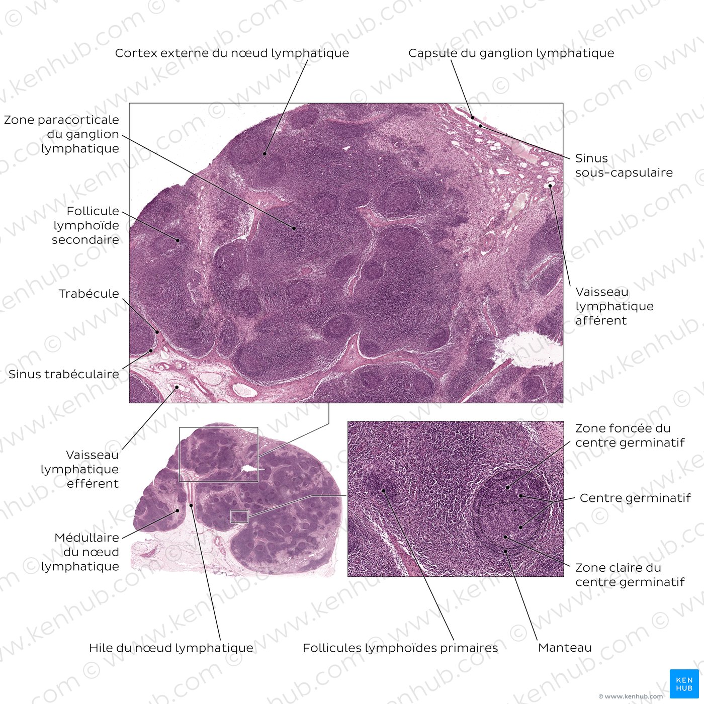 Structure histologique d'un nœud lymphatique