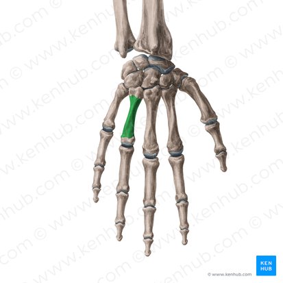 Corpo do 4.º metacarpal (Corpus ossis metacarpi 4); Imagem: Yousun Koh