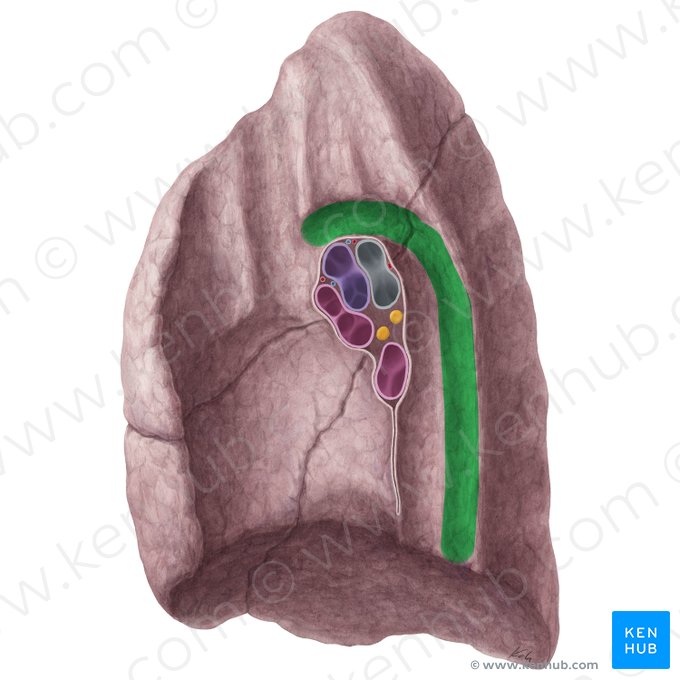 Impression for azygos vein of right lung (Impressio venae azygos pulmonis dextri); Image: Yousun Koh