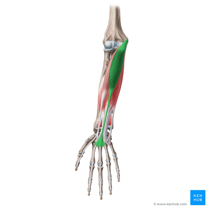 Palmaris longus muscle (Musculus palmaris longus)