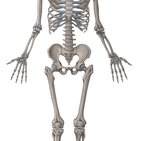 Tarsal bones
