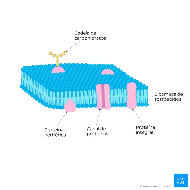 Membrana celular