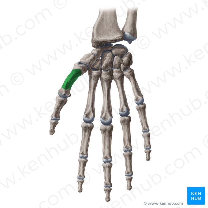 Corpo do 1.º metacarpal (Corpus ossis metacarpi 1); Imagem: Yousun Koh