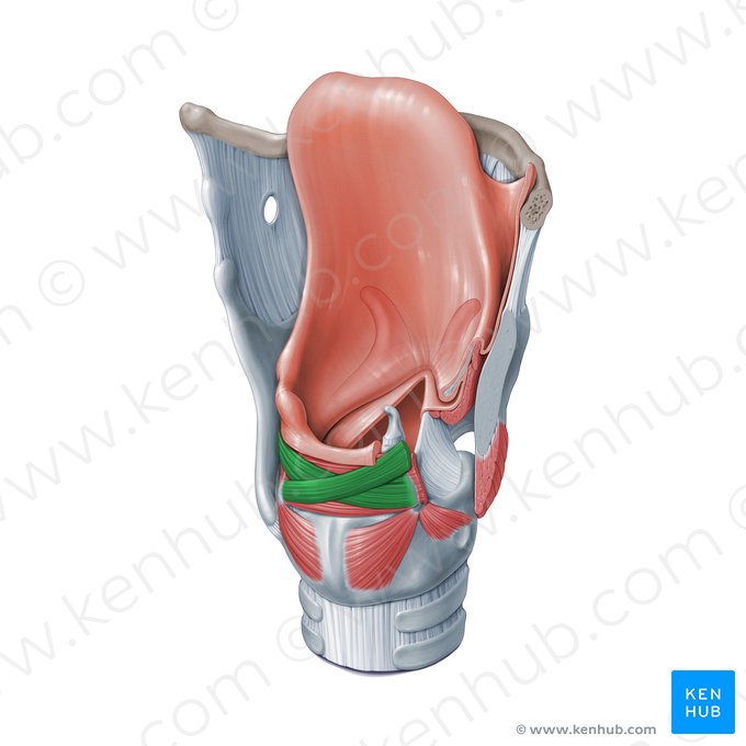 Músculo aritenoideo oblicuo (Musculus arytenoideus obliquus); Imagen: Paul Kim