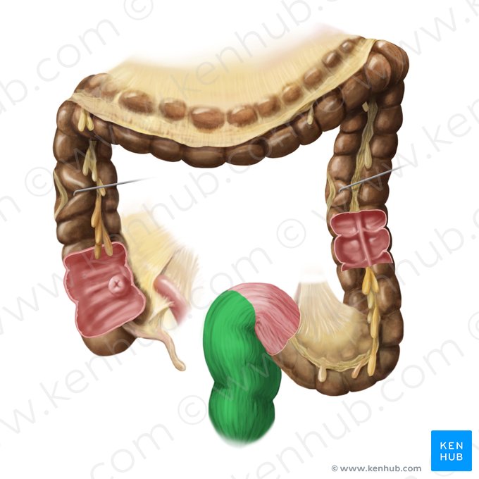 Rectum; Image : Begoña Rodriguez