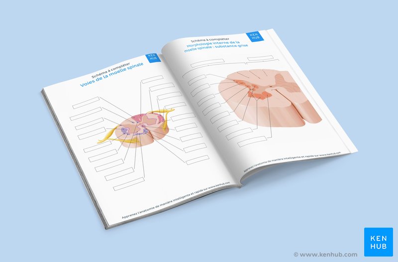 Complétez le schéma de la moelle spinale disponible en téléchargement ci-dessous