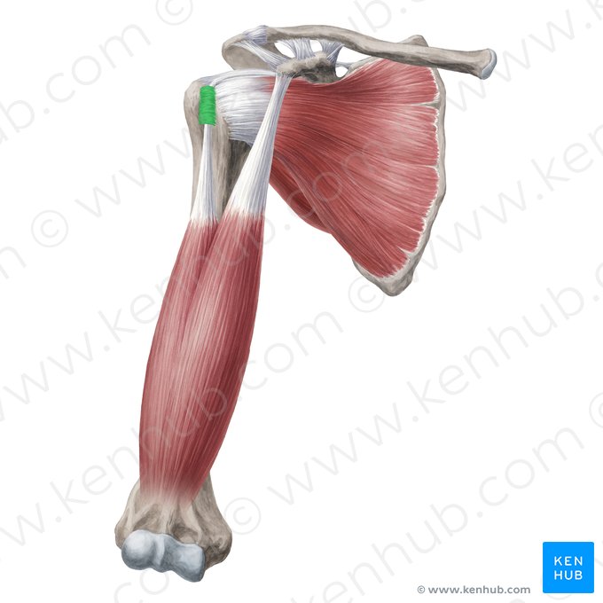 Ligament transverse huméral (Ligamentum transversum humeri); Image : Yousun Koh