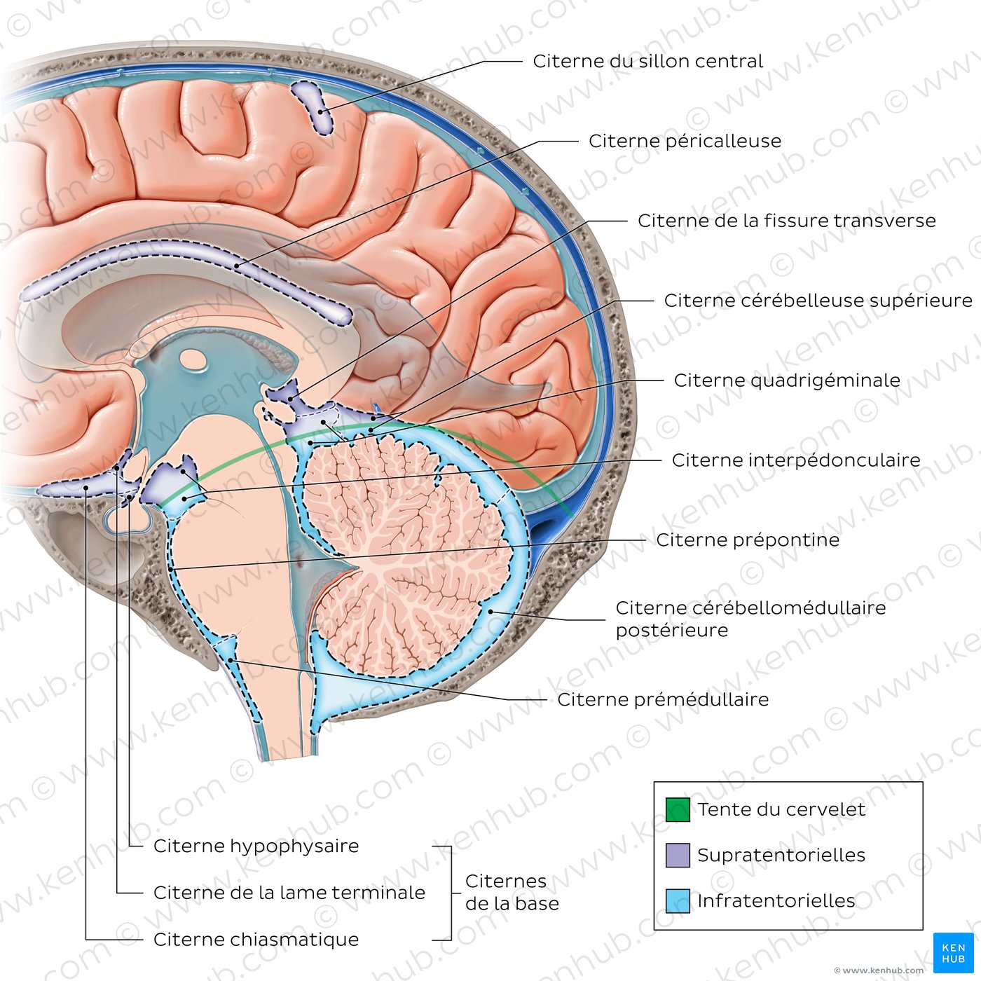 Subarachnoid cisterns of the brain (Sagittal)