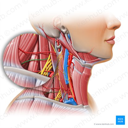 Suprascapular nerve (Nervus suprascapularis); Image: Paul Kim