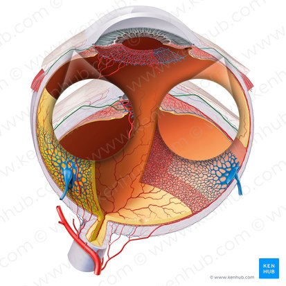Arterias ciliares anteriores (Arteriae ciliares anteriores); Imagen: Paul Kim