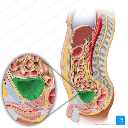 Urinary bladder (Vesica urinaria); Image: Paul Kim