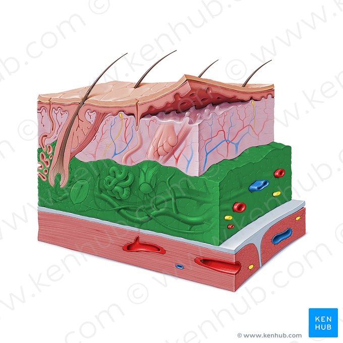 Subcutaneous tissue (Tela subcutanea); Image: Paul Kim