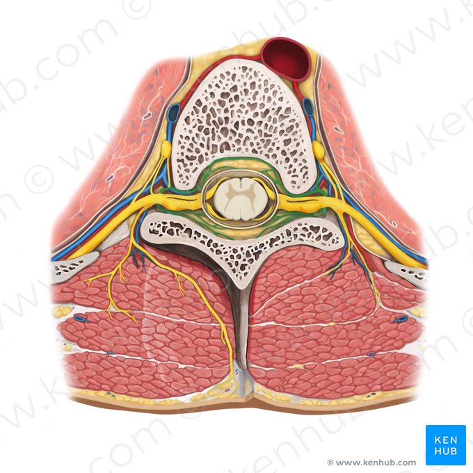 Recurrent meningeal branches of spinal nerve (Rami meningei recurrentes nervi spinalis); Image: Rebecca Betts