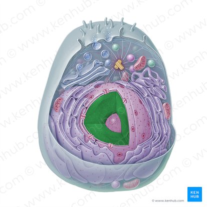 Cromatina (Chromatinum); Imagem: Paul Kim