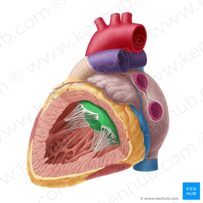 Zona clara de la valva atrioventricular izquierda (Zona clara valvae atrioventricularis sinistrae); Imagen: Yousun Koh