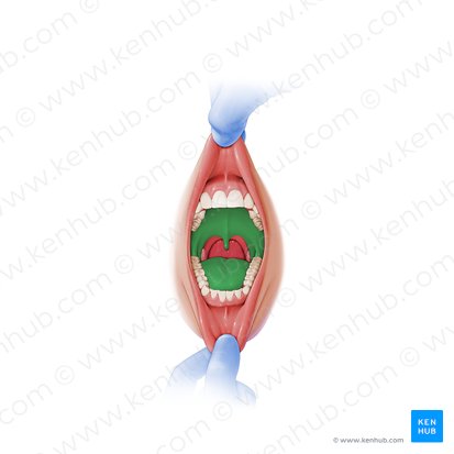 Oral cavity proper (Cavitas propria oris); Image: Paul Kim