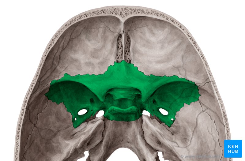 Osso esfenóide - vista cranial