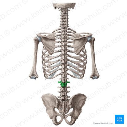 Vertebra L2; Image: Yousun Koh