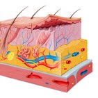 Epidermis layers mnemonic