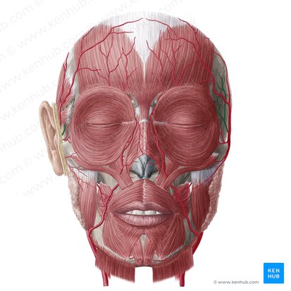 Arteria temporal media (Arteria temporalis media); Imagen: Yousun Koh