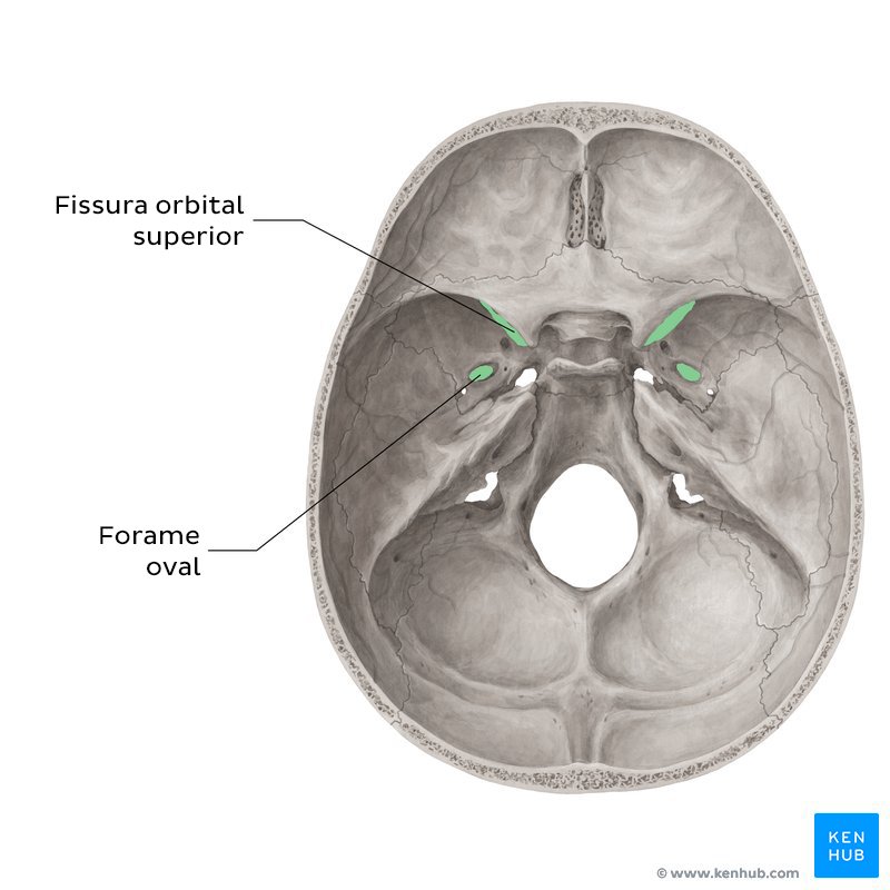 Fissura orbital superior e forame oval (vista superior)