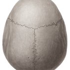 Bóveda craneal (calvaria)
