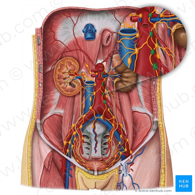 Linfonodos pré-aórticos (Nodi lymphoidei preaortici); Imagem: Esther Gollan