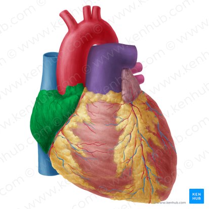 Átrio direito (Atrium dextrum cordis); Imagem: Yousun Koh
