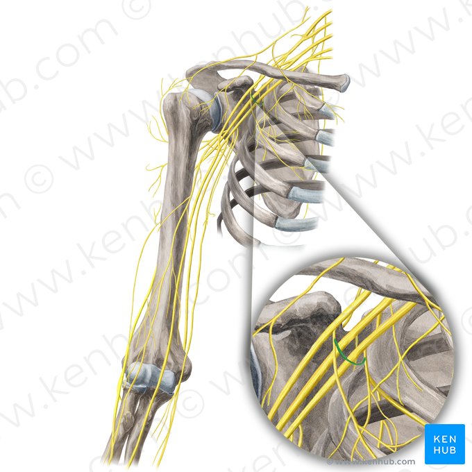 Ansa pectoralis (Brustnervenschlinge); Bild: Yousun Koh