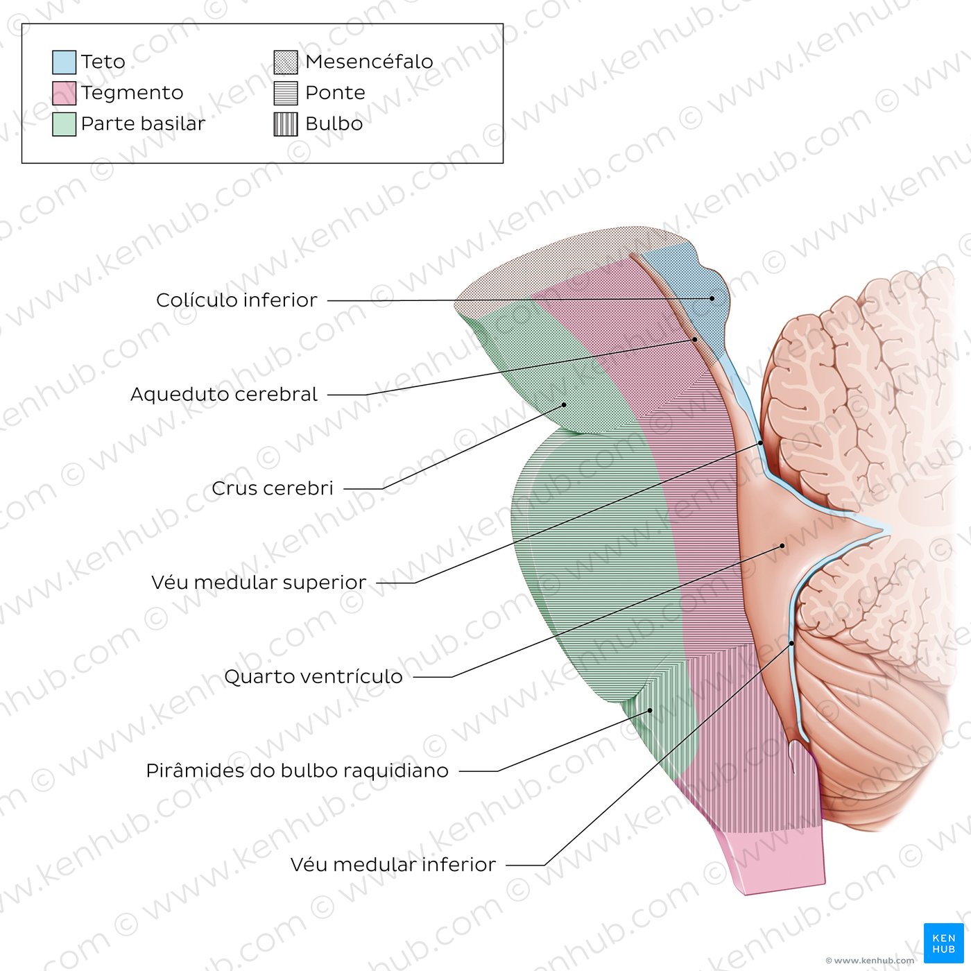 Brainstem tectum and tegmentum