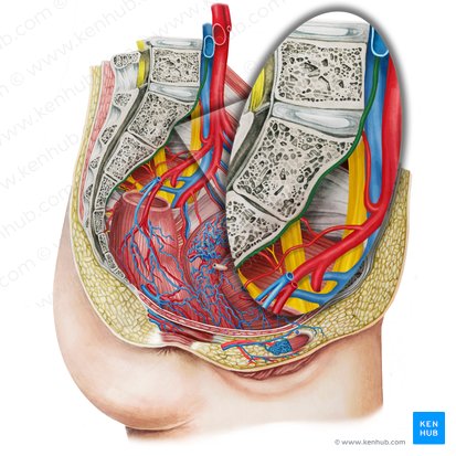 Median sacral artery (Arteria sacralis mediana); Image: Irina Münstermann