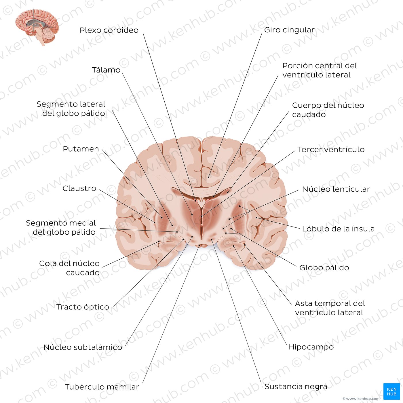 Corte coronal del encéfalo (a nivel del tálamo): Estructuras de sustancia gris