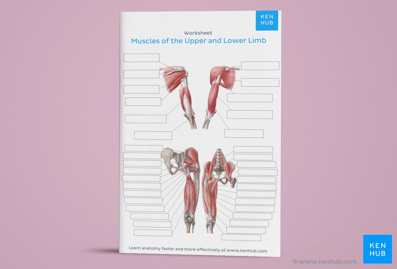 Learn all muscles with quizzes and labeled diagrams | Kenhub