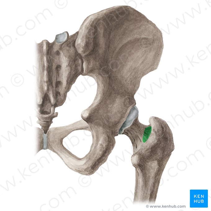 Trochanteric fossa of femur (Fossa trochanterica ossis femoris); Image: Liene Znotina