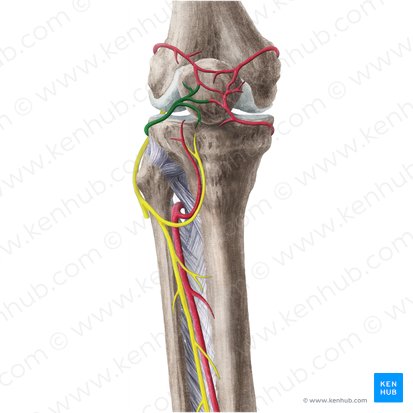 Arteria inferior lateral de la rodilla (Arteria inferior lateralis genus); Imagen: Liene Znotina