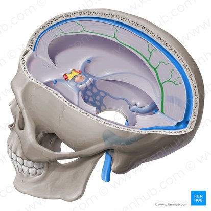 Inferior sagittal sinus (Sinus sagittalis inferior); Image: Paul Kim