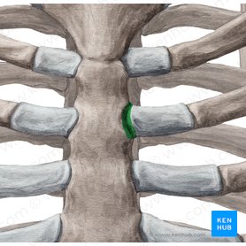 Articulationes sternochondrales (Brustbein-Rippen-Gelenke); Bild: Yousun Koh