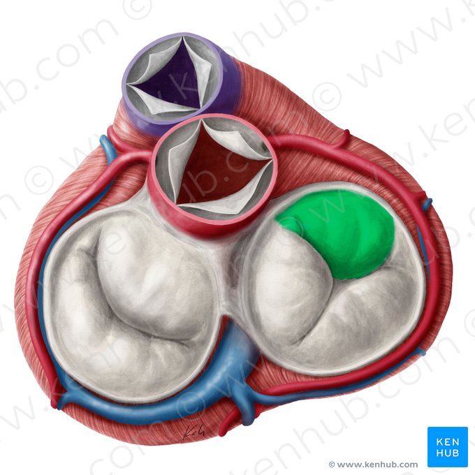 Cúspide anterior de la valva atrioventricular derecha (Cuspis superior valvae atrioventricularis dextrae); Imagen: Yousun Koh