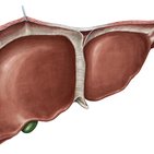 Liver anatomy