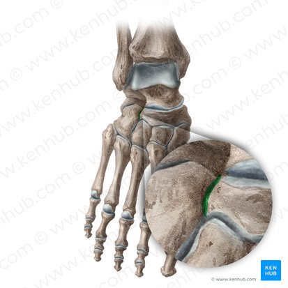 Articulação cuboideonavicular (Articularis cuboideonavicularis); Imagem: Liene Znotina