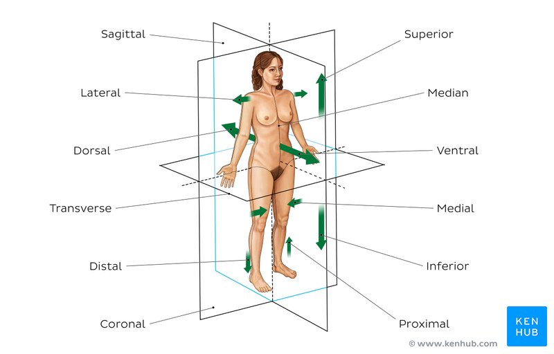 Body planes and directional terms