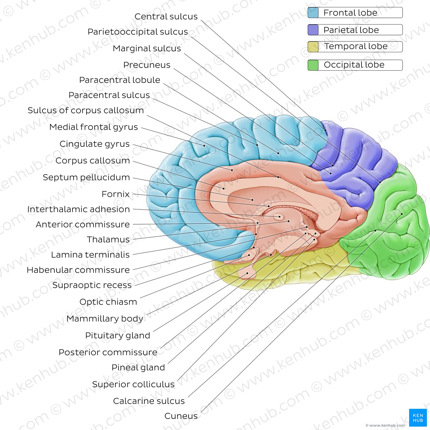 Midsagittal section of the brain labeled