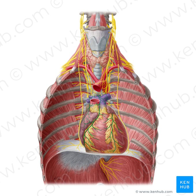 Plexo cardíaco (Plexus cardiacus); Imagen: Yousun Koh