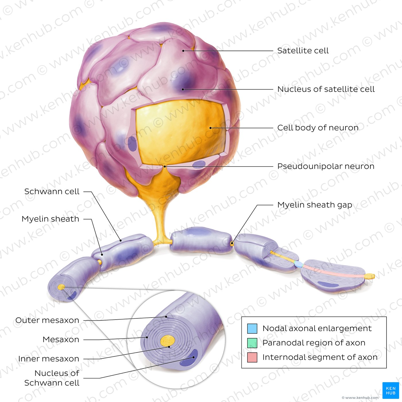 A pseudounipolar neuron with associated Schwann and satellite cells.