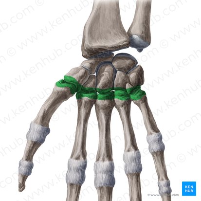 Articulationes carpometacarpeae (Handwurzel-Mittelhand-Gelenke); Bild: Yousun Koh