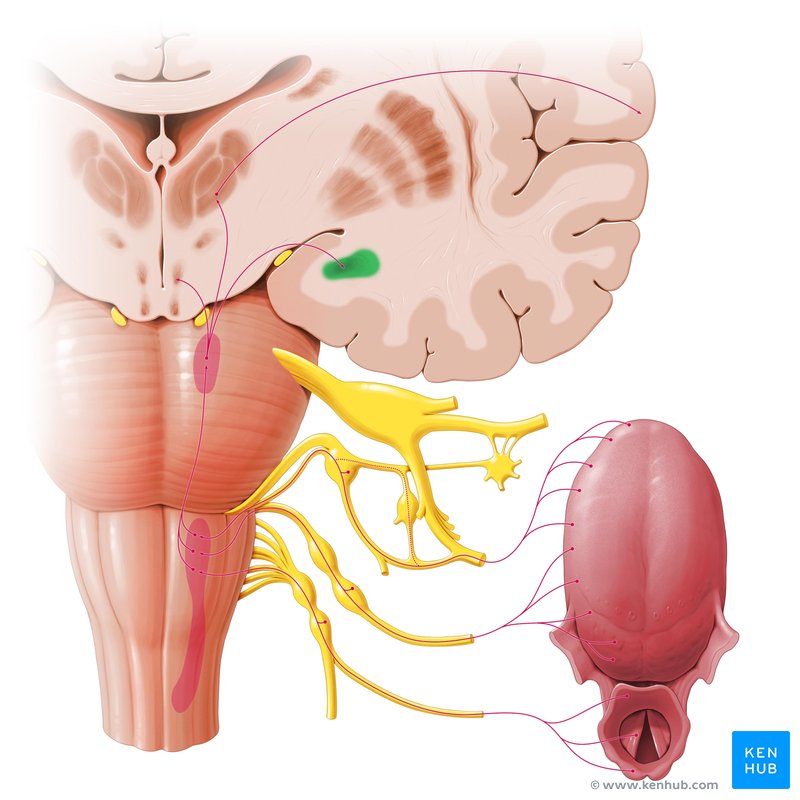 Amygdaloid body - coronal view