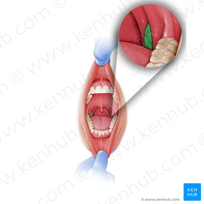 Palatine tonsil (Tonsilla palatina); Image: Paul Kim